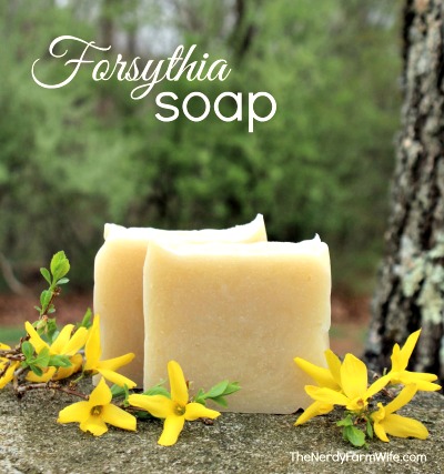 How to Make Forsythia Soap