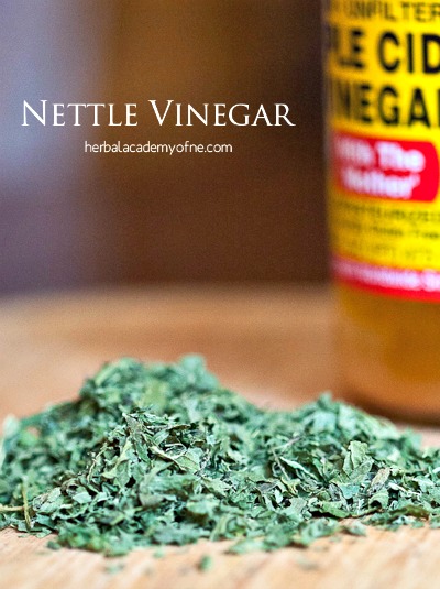 Stinging Nettle Recipes for the Spring