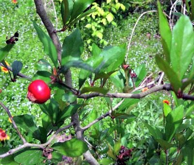 Small Bushes & Trees You Can Plant that Produce Edible Fruit & Flowers