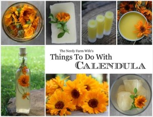 Things To Do With Calendula (FREE eBook)