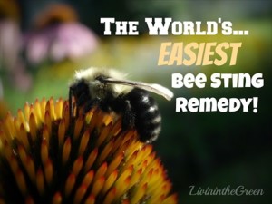 The World’s Easiest Bee Sting Remedy!