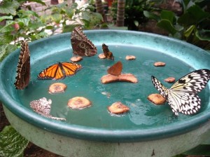 Homemade Butterfly Feeder