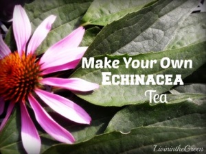 How to Make Your Own Echinacea Tea