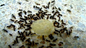 How to Get Rid of Ants Naturally